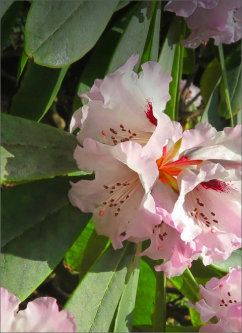 Royal Botanic Gardens